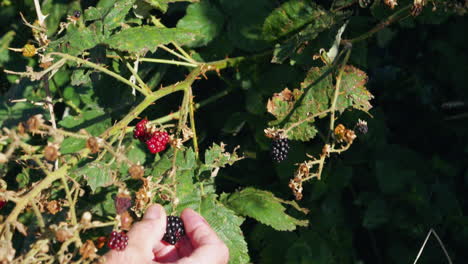 Männliche-Hand-Pflückt-Brombeeren-Aus-Einem-Busch-Im-Sonnenlicht,-Statisch-Gesperrt