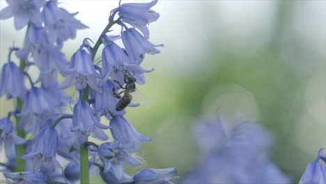 honey bee flying around bluebell flowers in slow motion