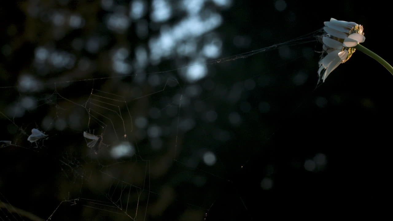 꽃 이 있는 숲 에서 거미줄