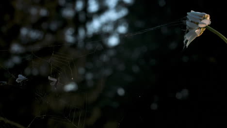 spiderweb in forest with flower