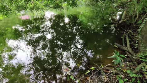 Forest-pond-water-pan-shot-4k