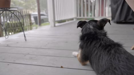 Dog-laying-on-porch-during-storm