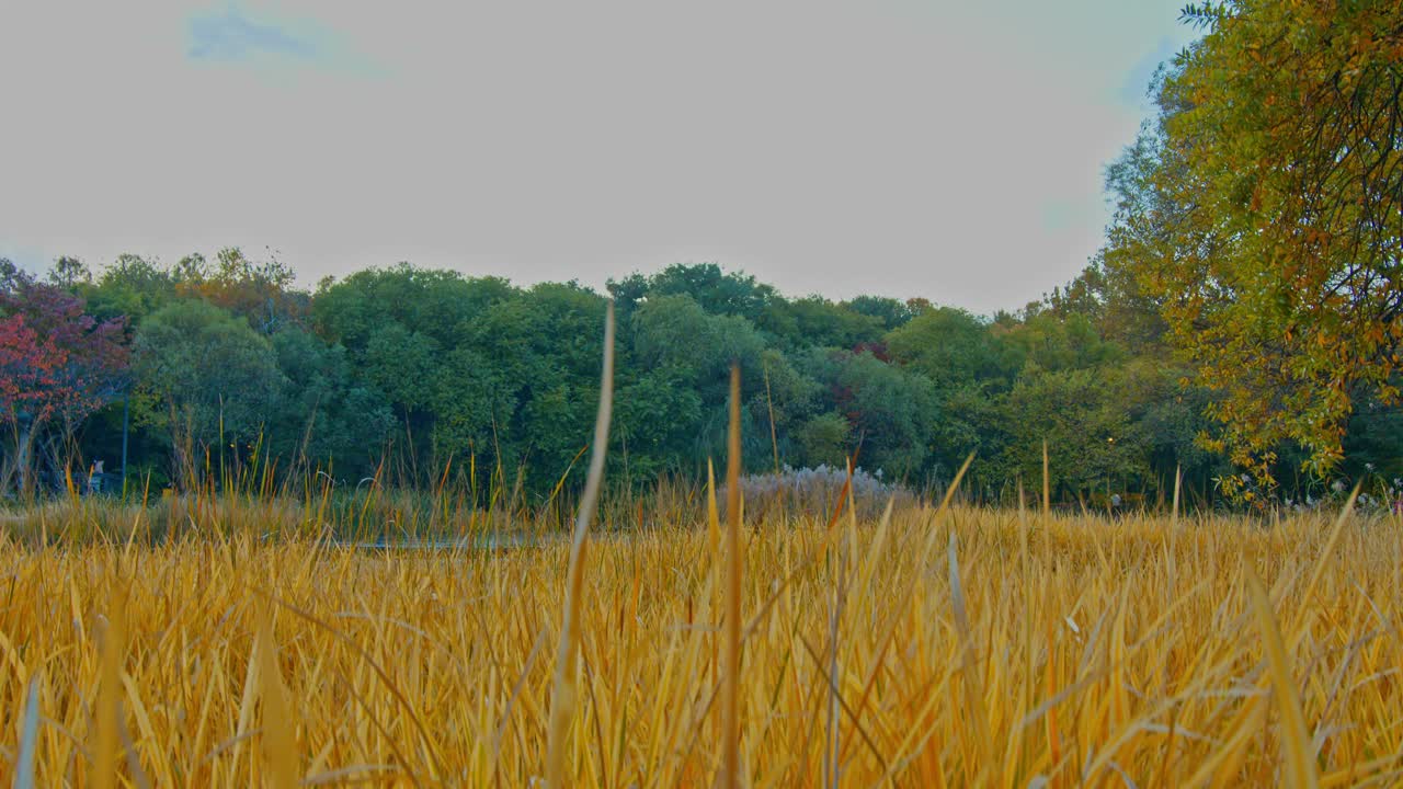 나무, 늪, 황록색 잎이 있는 가을 숲 공원