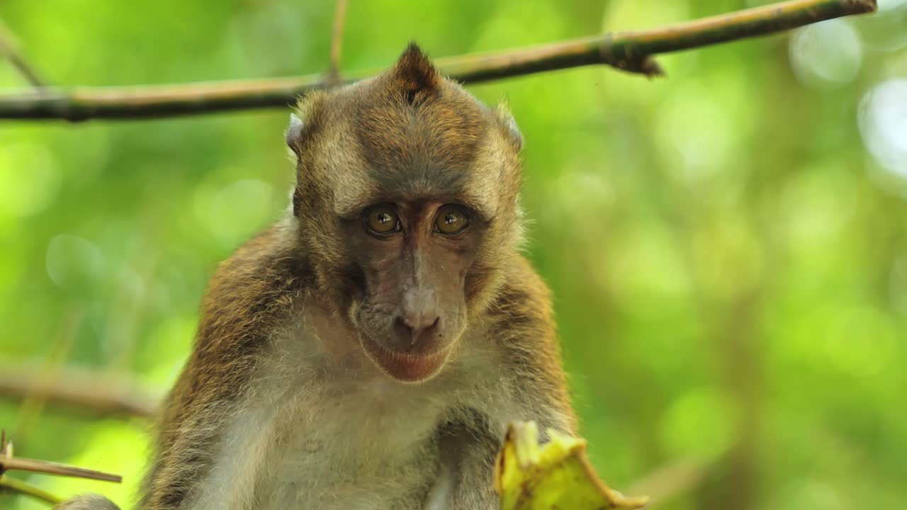 Vista próxima de macaco alimentando-se de fruta com luz natural em Cebu, Filipinas