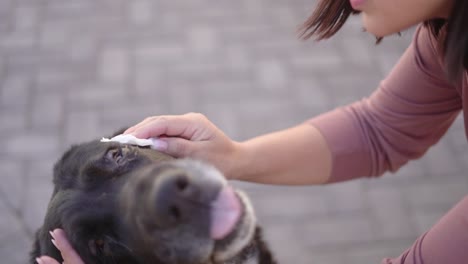 woman taking care of a back mastiff dog with conjunctivitis cleaning eyes