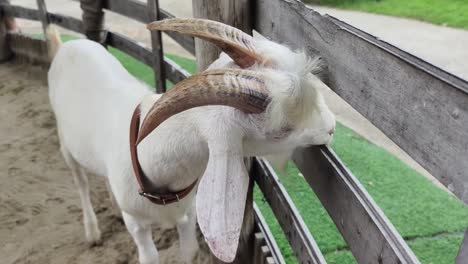 white goat at the farm