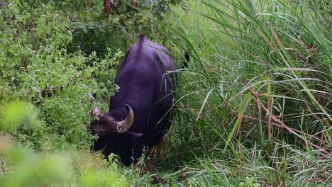 gaur, bos gaurus, kui buri national park, thailand