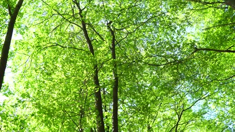 tobogán mágico en el bosque