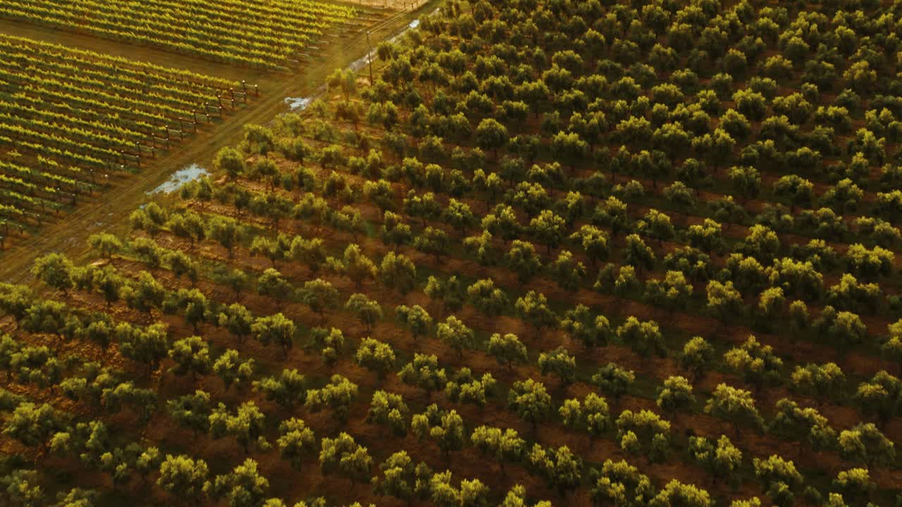 뉴질랜드 와이파라에서 황혼녘에 포도나무가 가지런히 줄지어 있는 포도원의 공중 촬영