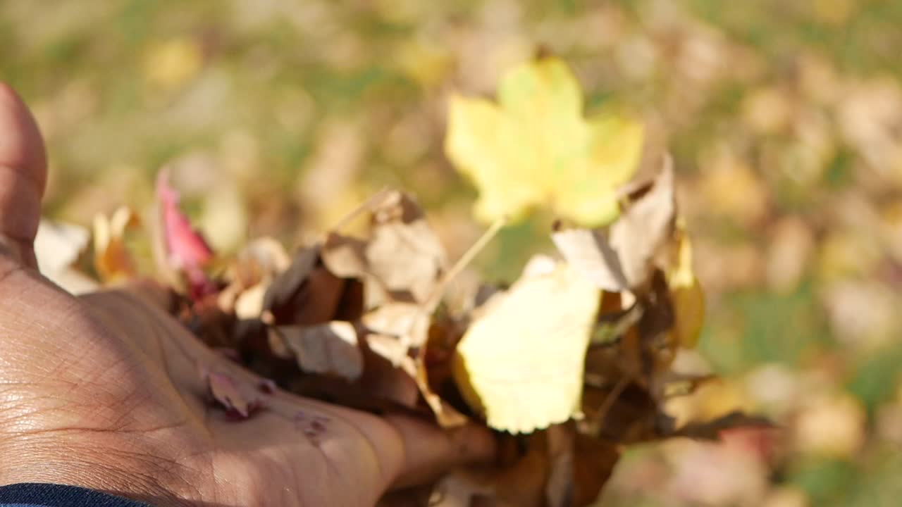 Hand picking up autumn leaves