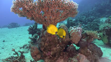 two yellow butterfly fish swimming under big table coral