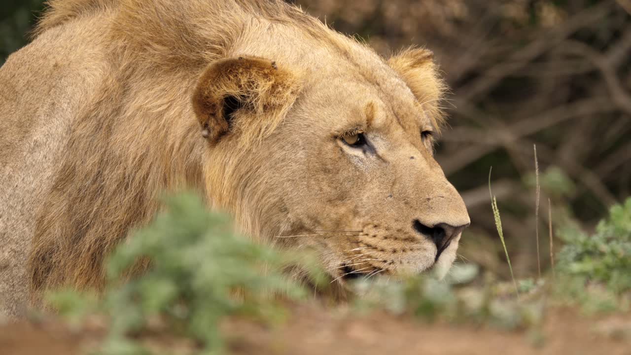 en primer plano, un joven león macho está enfocado en observar a su presa, acechando en un agachamiento bajo.