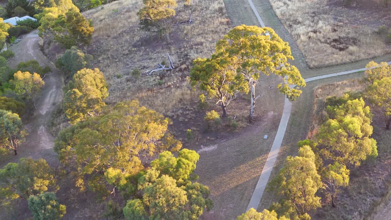 Drone pans over Australian suburban parkland with eucalyptus trees during warm golden hour sunset light