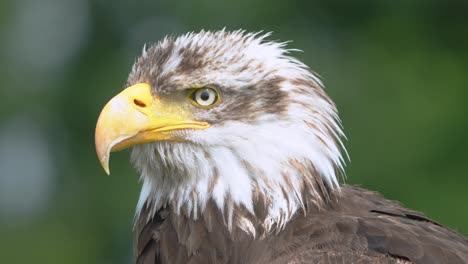 primer plano de la cabeza de águila calva con pico amarillo afilado mirando alrededor parpadeando