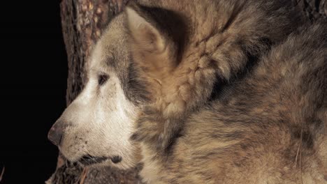 old husky dog falling asleep in an evening sun