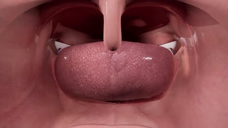 oropharynx. facial skull. facial nerves anatomy of the head. 3d animation