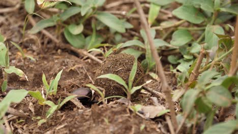 macro: dung beetle digs hole in soft african soil to bury ball of dung