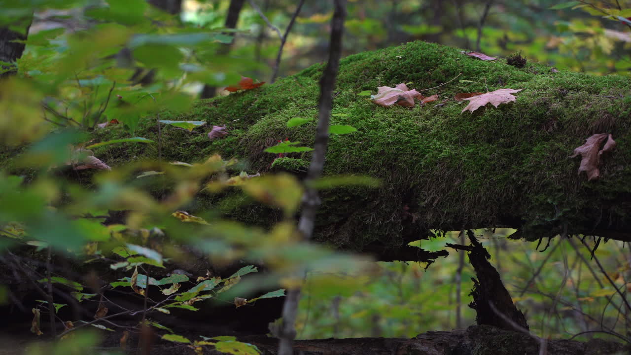 Panoramica ravvicinata della natura in una foresta mista dal punto di vista di un insetto a Mauricie, Quebec, Canada. Fogliame autunnale, muschio e dettagli della foresta creano una scena naturale coinvolgente
