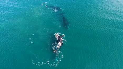 Fortpflanzungsgruppe-Der-Wale,-Die-Atmet-Und-Rollt,-Luftaufnahme