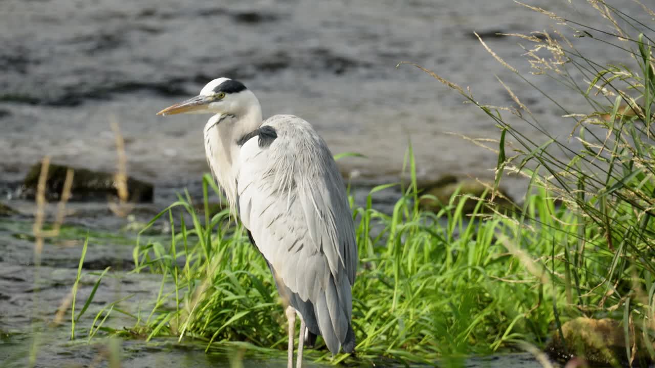 серая цапля стоит и чистит перья на берегу реки