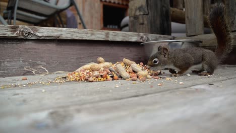 a squirrel approaches the camera to eat nuts on the ground