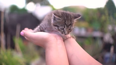 cute small baby cats litter at basket learning to walk outdoors