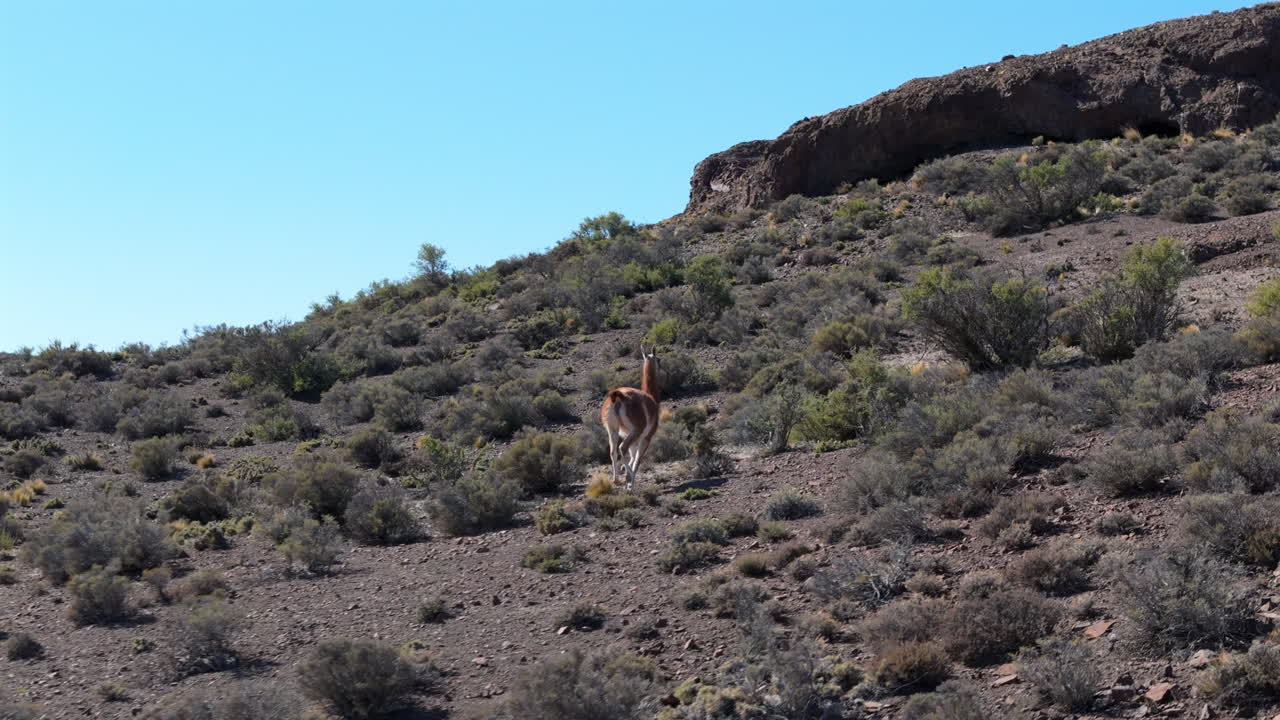 Guanaco Lama guanicoe running in the Patagonian steppe, surrounded by sparse vegetation and rocky terrain, showcasing the unique wildlife and landscape of Chubut, Argentina, drone follow shot
