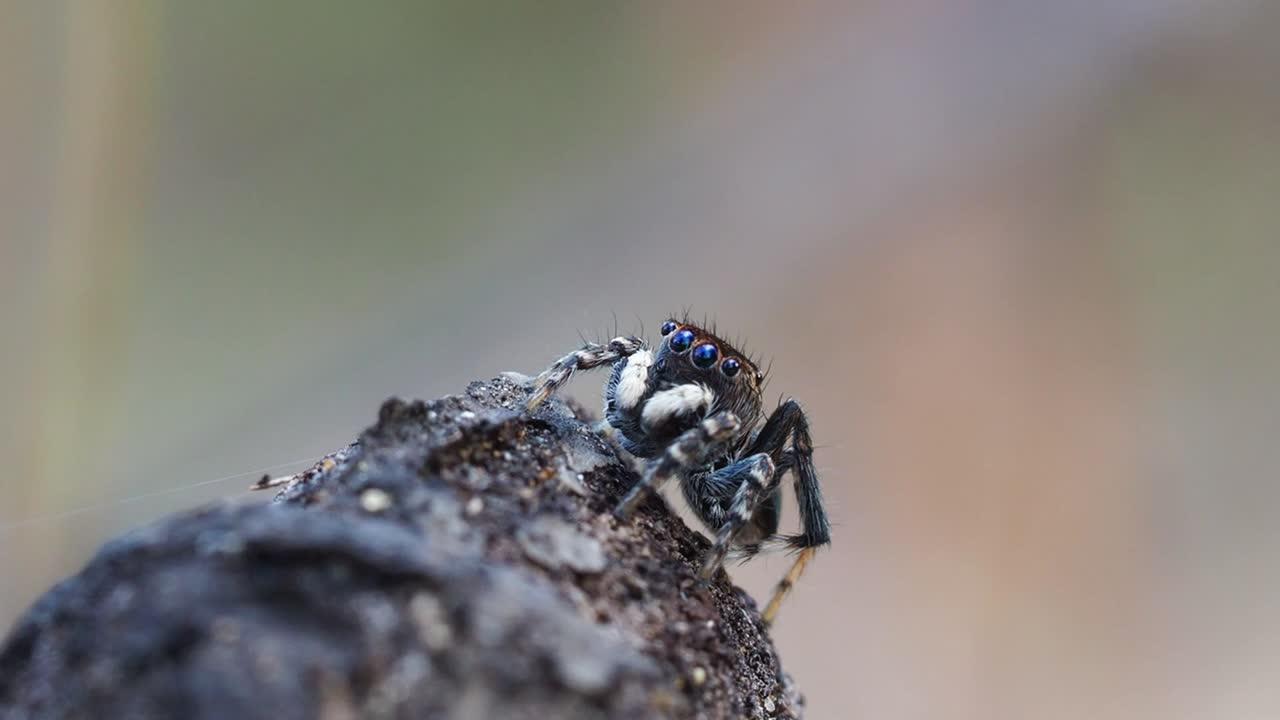 공작 거미, 수컷 maratus chrysomelas