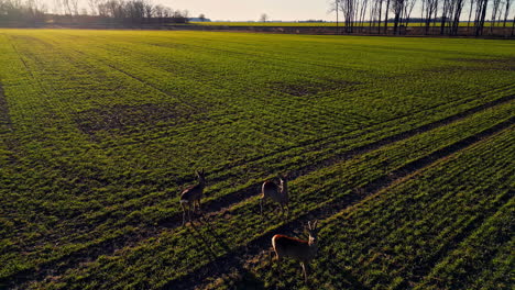 Rehe-Stehen-Bei-Sonnenaufgang-Auf-Der-Grünen-Wiese