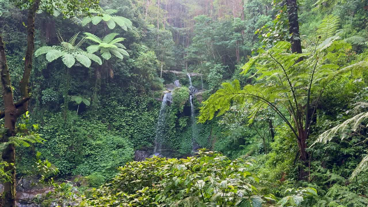 Serene tropical rainforest landscape featuring cascading waterfall and vibrant green foliage