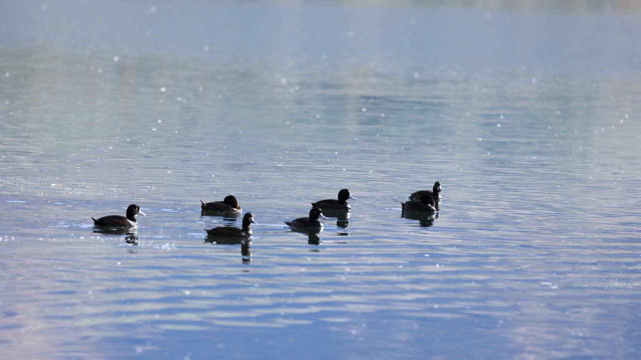 A group of New Zealand scaup ducks swim and dive on Lake Dunstan, Cromwell, under soft natural lighting
