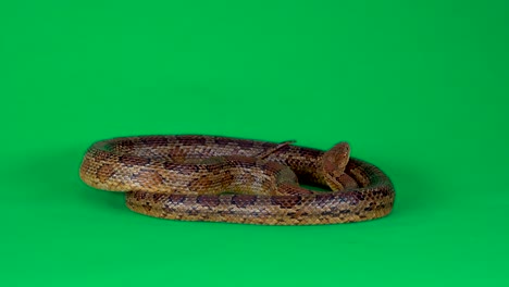 serpiente de maíz en la pantalla verde