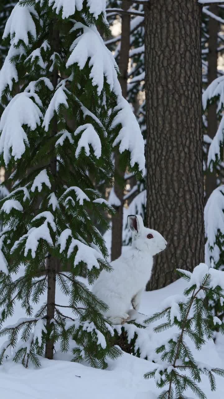 En rolig vinterscene med en hvit kanin blant snødekte trær