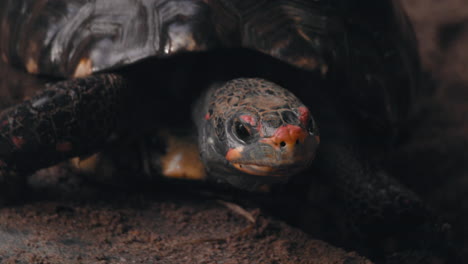 close up of a red footed tortoise looking around - chelonoidis carbonarius - static view