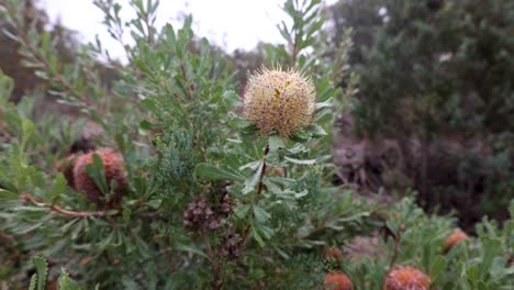una foto de cerca de un pincel de botella banksia en el interior de australia