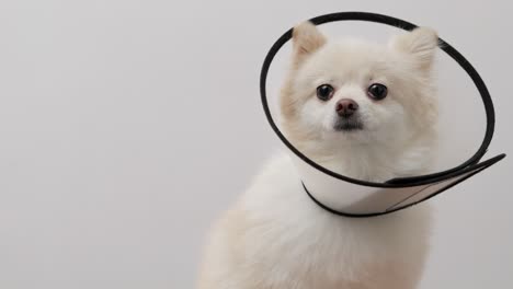 close-up view of a white dog