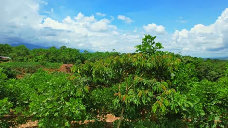 Vista-Aérea-De-La-Plantación-Y-El-Hermoso-Cielo