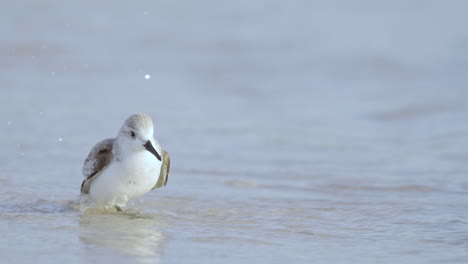 sanderling dipping head in water