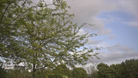 Trees-and-leaves-moving-in-cloudy-weather,-slow-motion