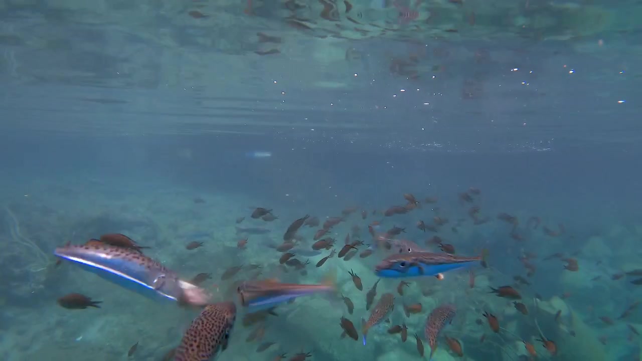 School of Fish Feeding in Clear Tropical Ocean Waters
