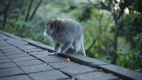 Toma-Manual-En-Cámara-Lenta-De-Uno-De-Los-Hermosos-Monos-Balineses-De-Cola-Larga-En-Bali,-Indonesia