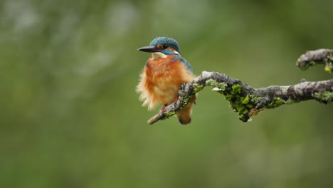 shallow focus on common kingfisher alcedo atthis taking off from branch