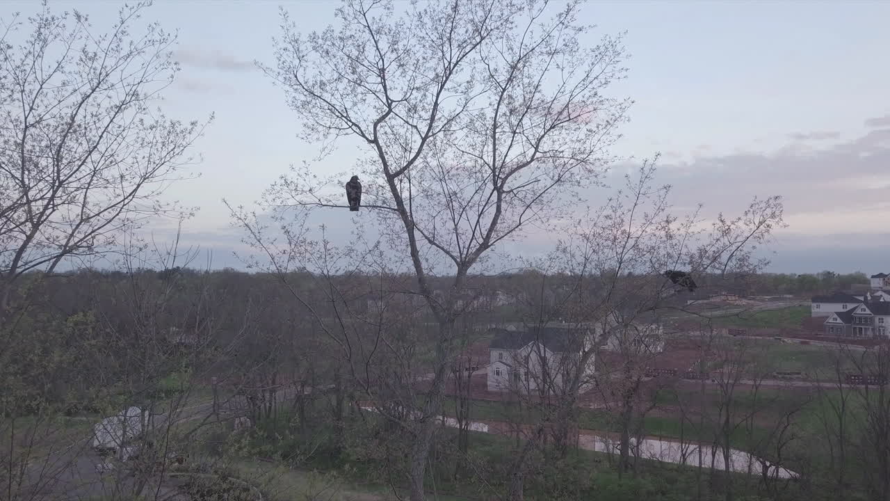 Birds perched on tree branch