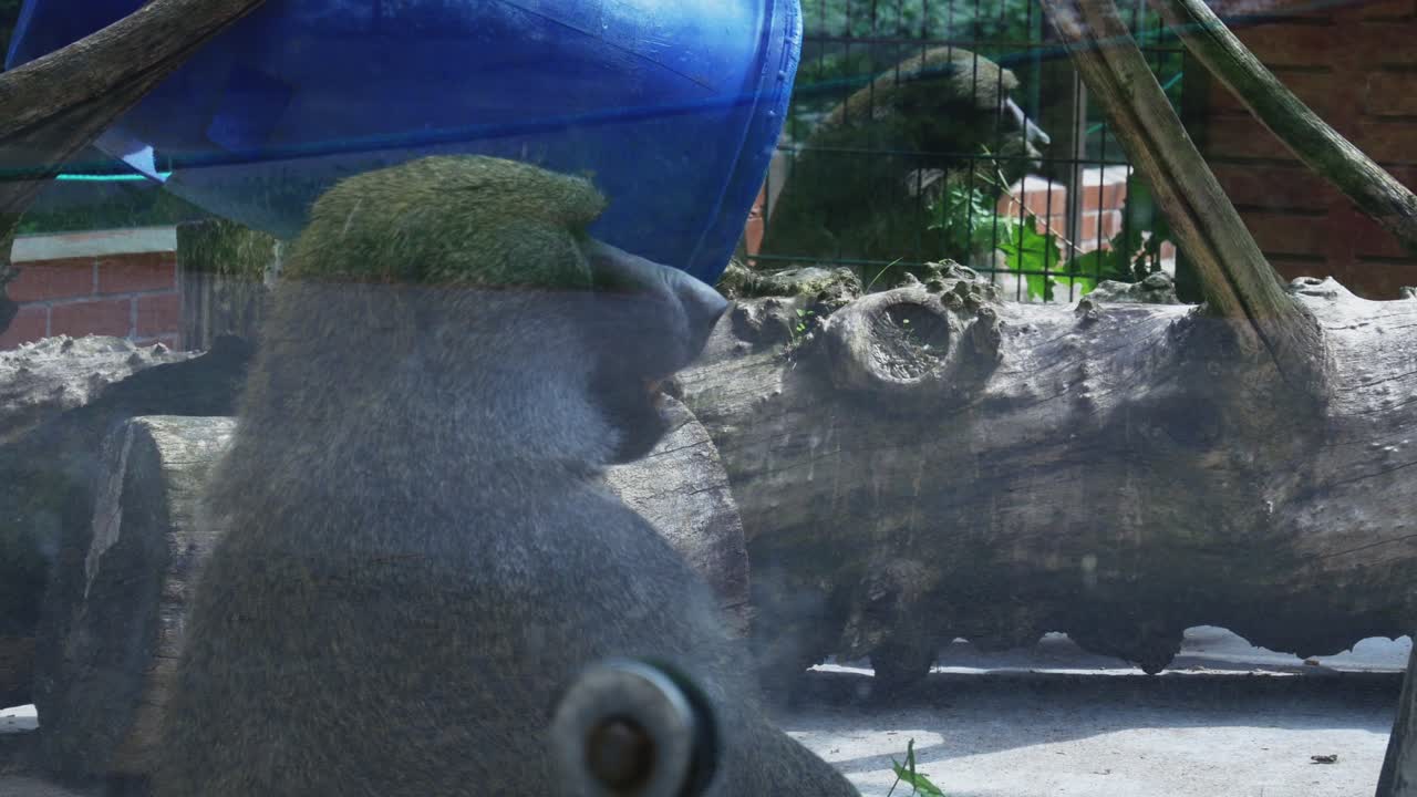 원숭이는 카우나스 동물원에서 나뭇잎을 먹는다