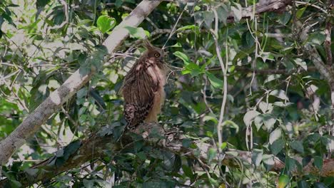 Die-Buffy-Fish-Owl-Ist-Eine-Große-Eule-Und-Doch-Die-Kleinste-Unter-Den-Vier-Fischeulen