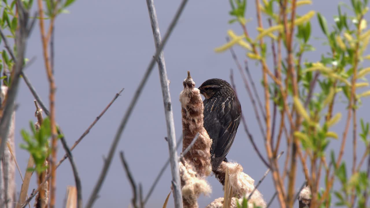 Female Blackbird perches on fluffy cattail reed in spring wetland