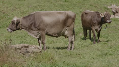 Mountain-cattle-live-in-an-healthy-and-natural-environment