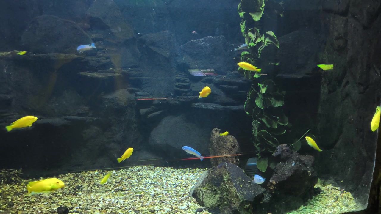 Ikan Siklid Kuning Cerah Berenang di Akuarium Besar