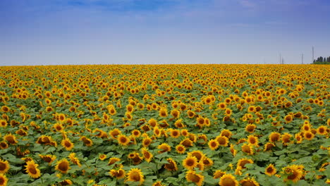 abundant blossoming plantation of sunflowers. endless field of yellow seed flowers. blue cloudy sky at the backdrop.