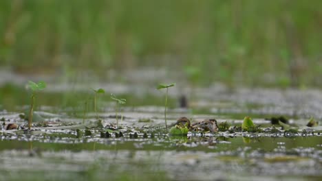 Polluelos-De-Jacana-De-Cola-De-Faisán-Escondiéndose-En-Un-Día-Lluvioso-Debajo-De-La-Hoja-Para-Salvarse-De-Ser-Cazada-Por-Aves-Rapaces